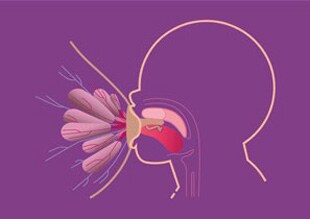 Dziecko ssie wykonując ruchy perystaltyczne językiem i przyciska brodawkę sutkową do podniebienia.