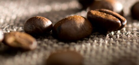 Istnieje ponad 50 gatunków kawy
