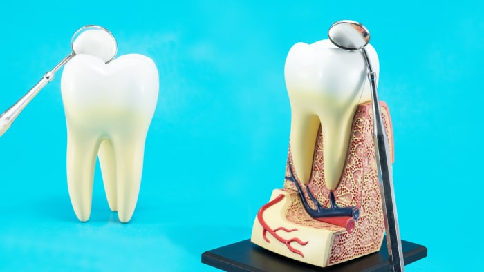 Z czego są zęby i jak są zbudowane?